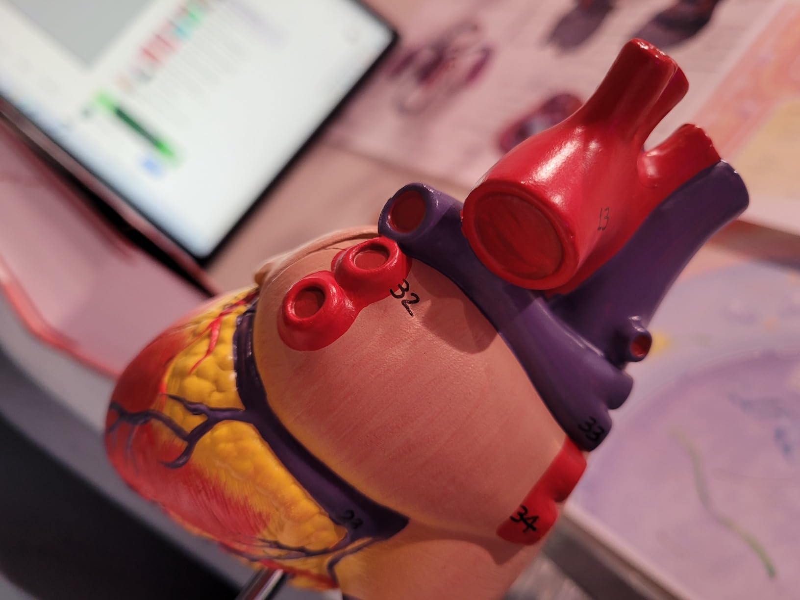 Axis Scientific Life-Size Human Heart Model, 2-Part Magnetic Design with 34 Clearly Labeled Internal Structures, Mounted on Base, Includes Anatomy Study Manual for Medical and Educational Use customer photo 2