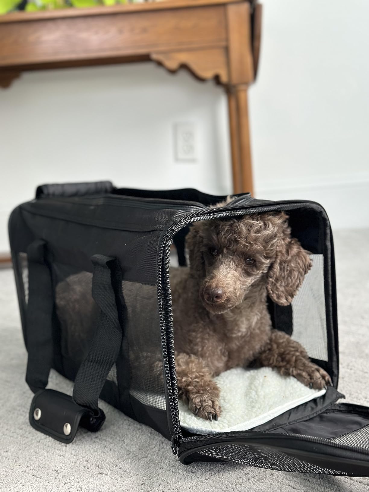 Amazon Basics Airline Approved Soft-Sided Mesh Pet Travel Carrier with Shoulder Strap, Removable Washable Fleece Pad, Top Opening, Ventilation for Dog, Cat, up to 22 pounds, 19.7Lx12Wx12H in., Black customer photo 1