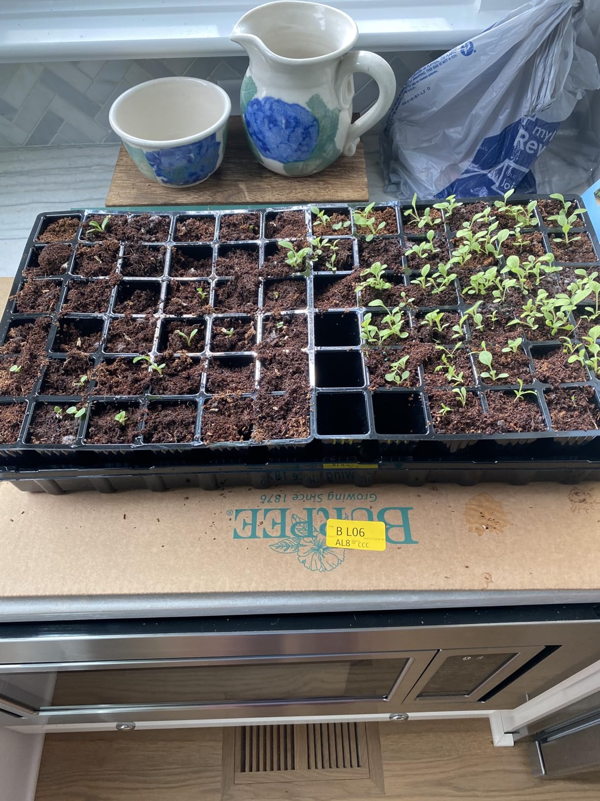 Burpee Self-Watering Seed Starter Tray, 72 Cells customer photo 1