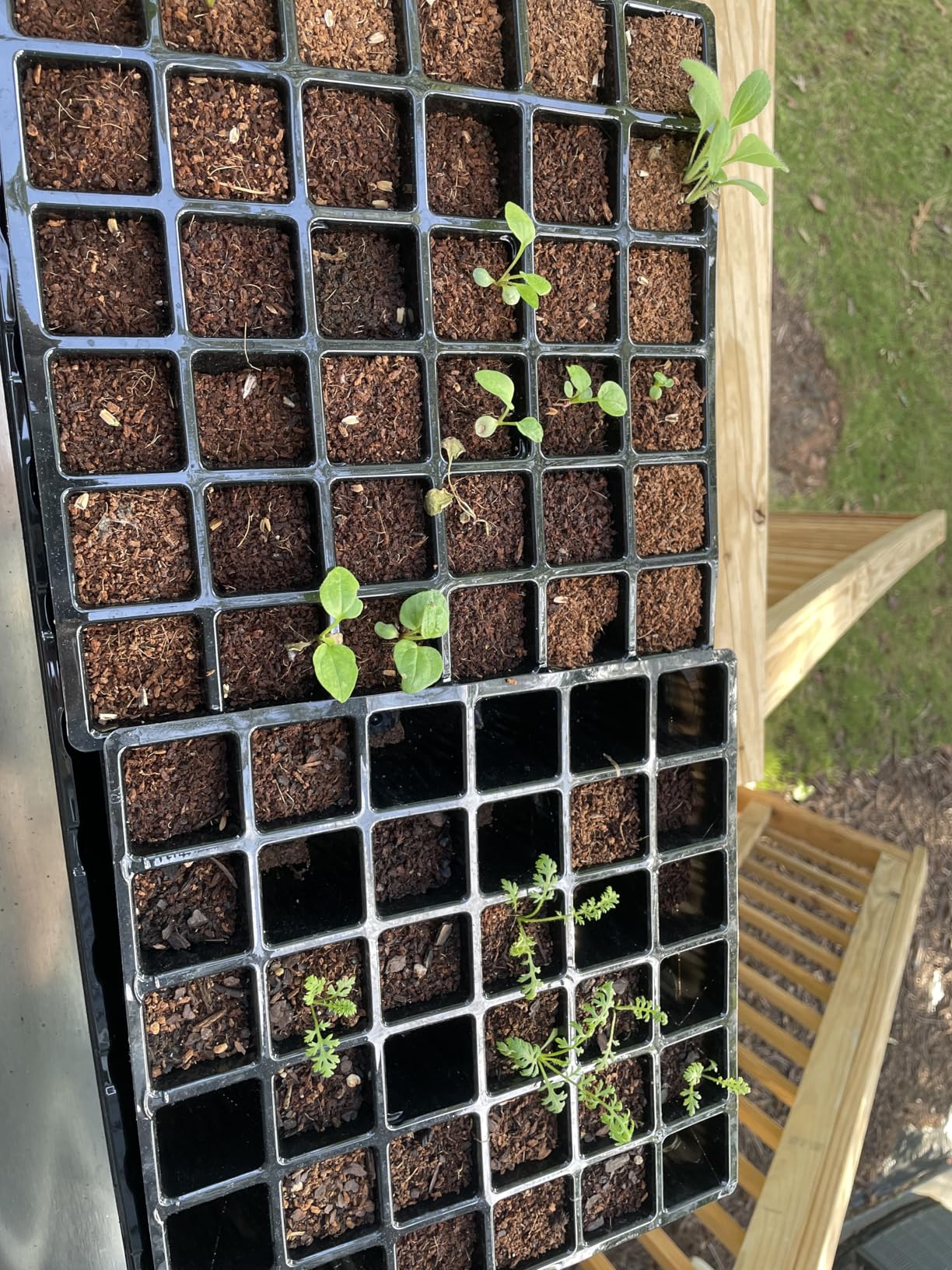 Burpee Self-Watering Seed Starter Tray, 72 Cells customer photo 2