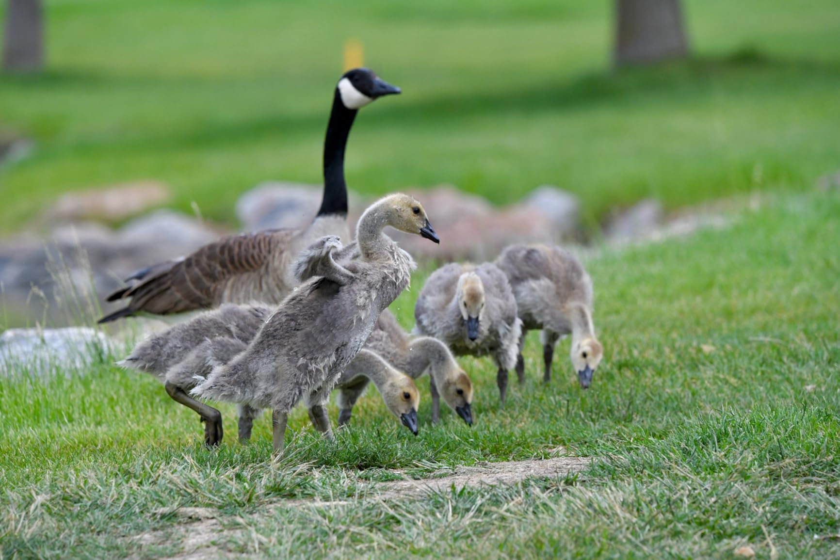 Sigma 150-600mm 5-6.3 Contemporary DG OS HSM Lens for Nikon customer photo 2