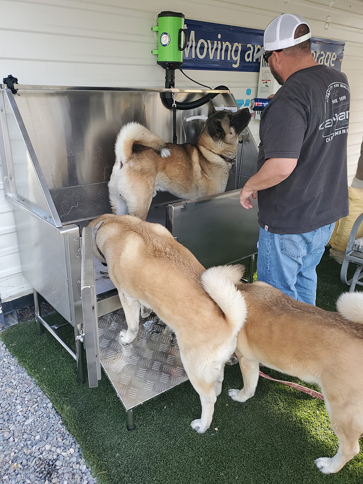 Flying Pig Grooming 62