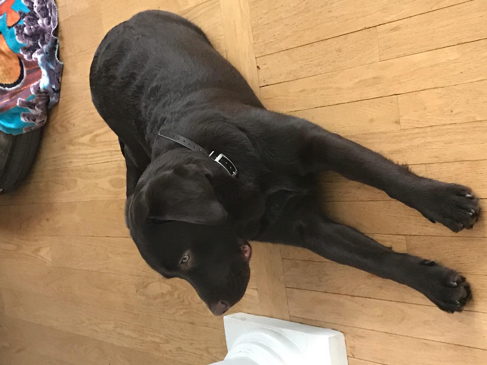 Garmin Sport PRO Bundle, Dog Training Collar and Handheld, 1-Handed Training of Up to 3 Dogs, Tone and Vibration customer photo 1