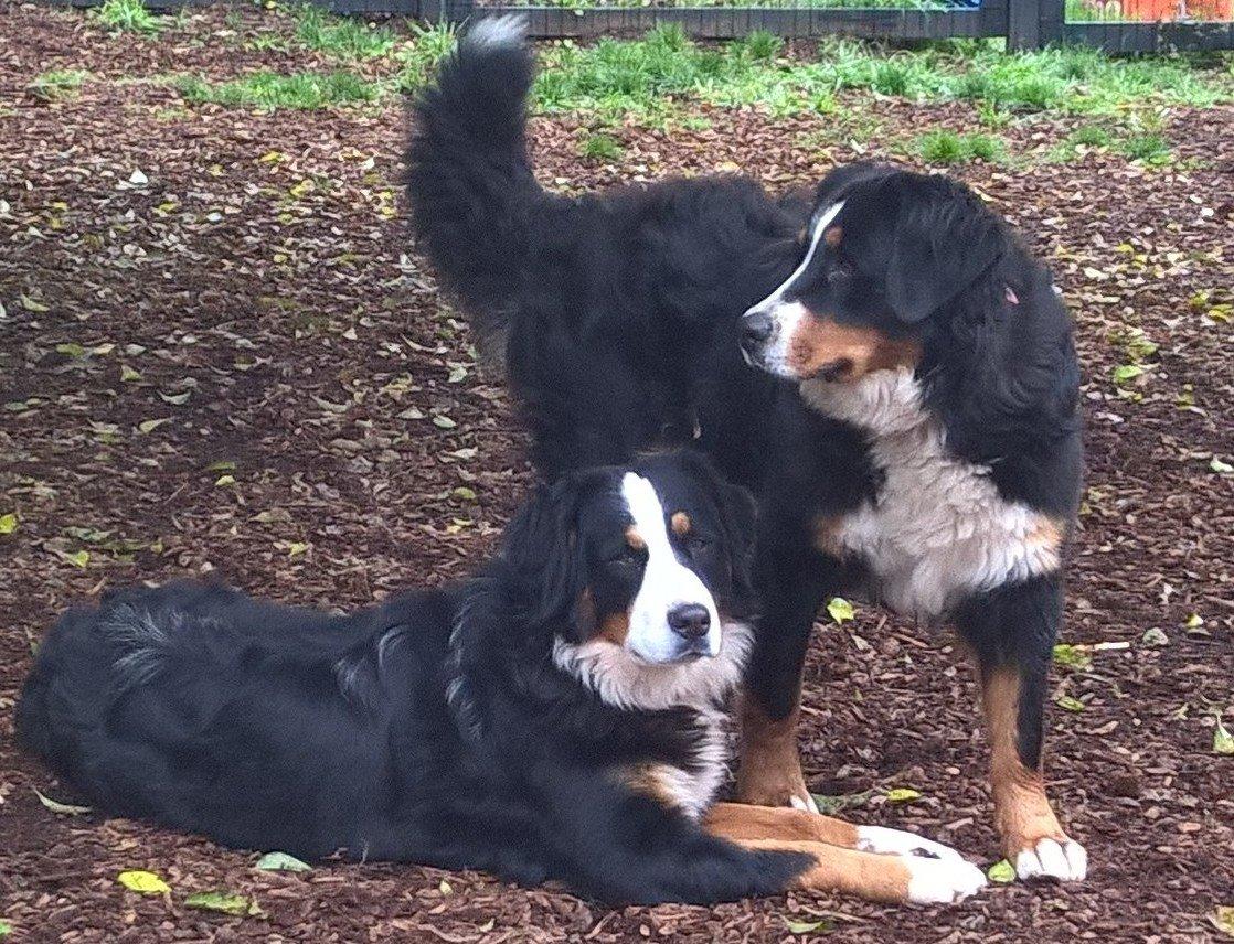 Garmin Sport PRO Bundle, Dog Training Collar and Handheld, 1-Handed Training of Up to 3 Dogs, Tone and Vibration customer photo 2