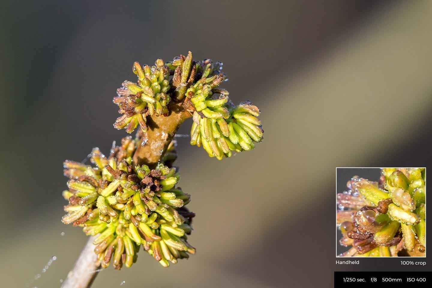 Nikon AF-S FX NIKKOR 200-500mm f/5.6E ED Vibration Reduction Zoom Lens with Auto Focus for Nikon DSLR Cameras customer photo 1