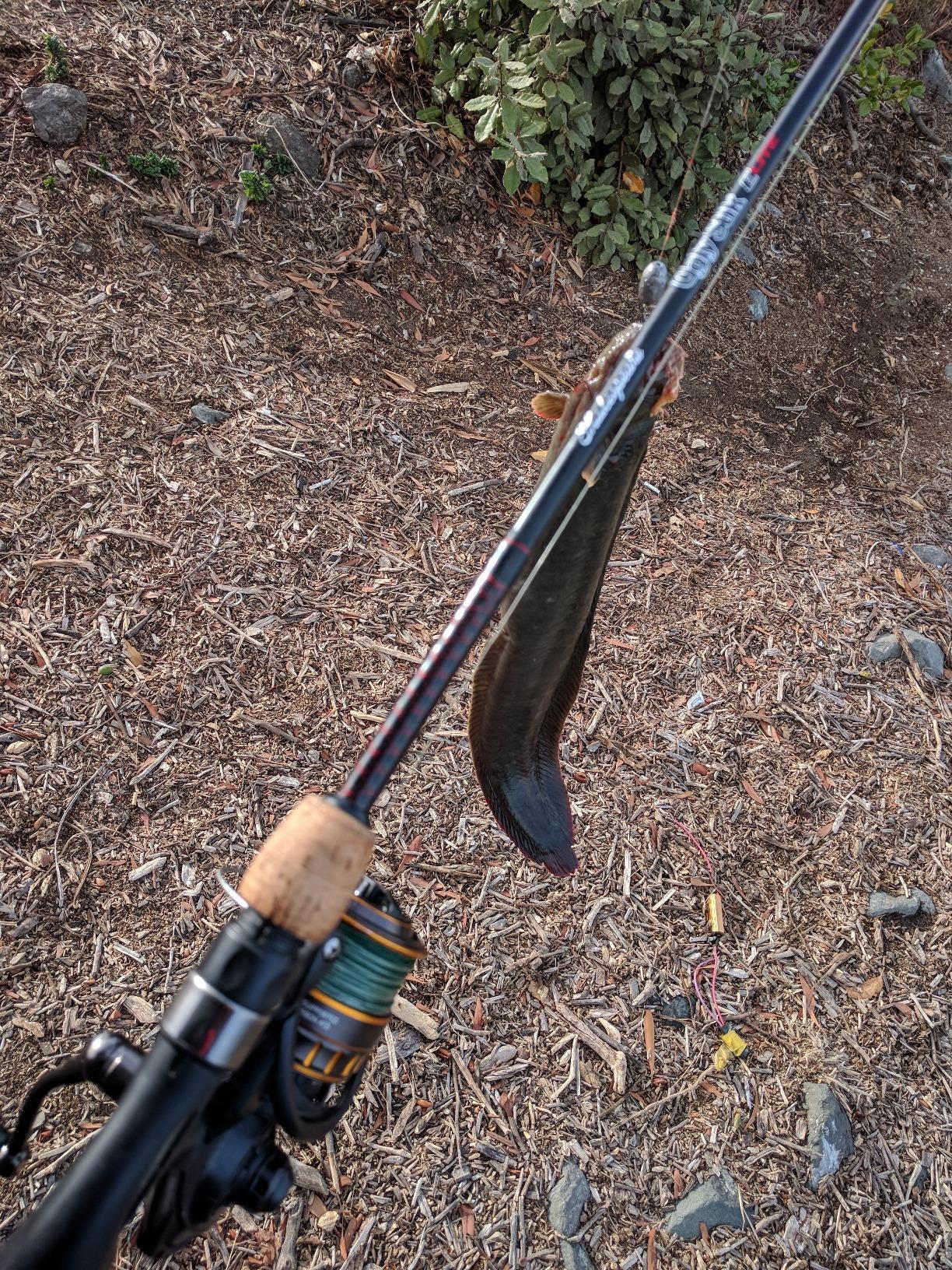 Daiwa BG Spinning Reel customer photo 2