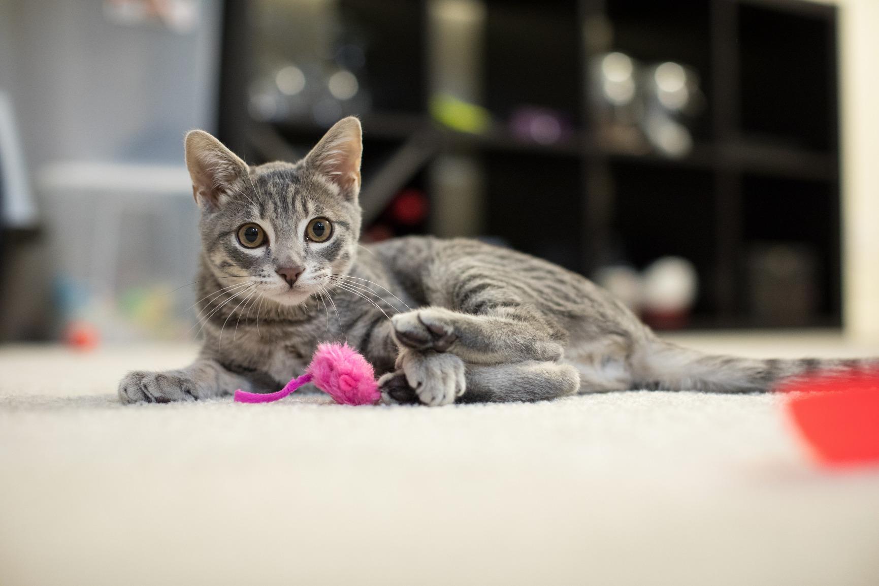 Canon EOS 5D Mark IV Digital SLR Camera (Body Only), Full-Frame DSLR Camera, 30.4 Megapixel CMOS Sensor, 4K Video, Content Creator Camera, EF Mount, Black customer photo 2