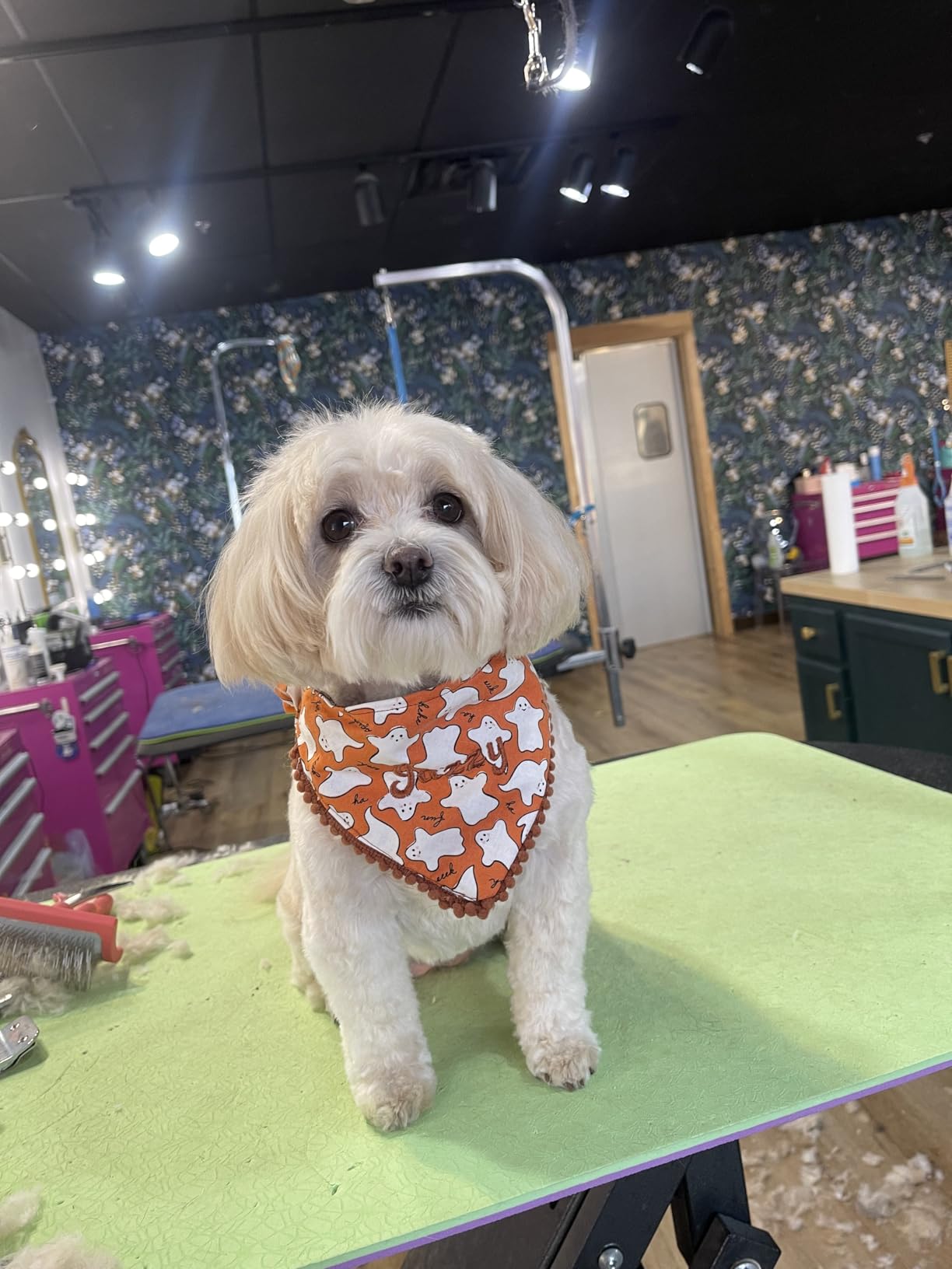 Janome JW8100 Fully-Featured Computerized Sewing Machine with 100 Stitches, 7 Buttonholes, Hard Cover, Extension Table and 22 Accessories customer photo 1