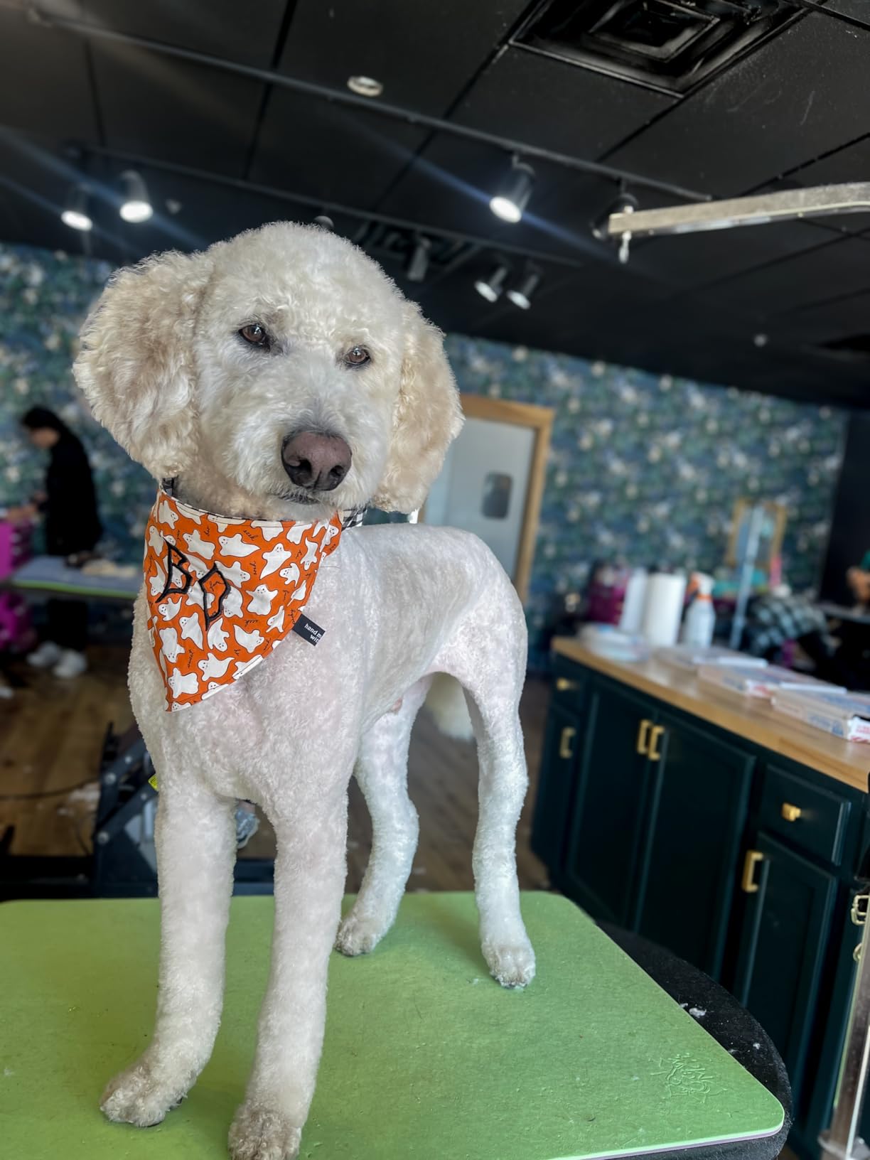 Janome JW8100 Fully-Featured Computerized Sewing Machine with 100 Stitches, 7 Buttonholes, Hard Cover, Extension Table and 22 Accessories customer photo 2