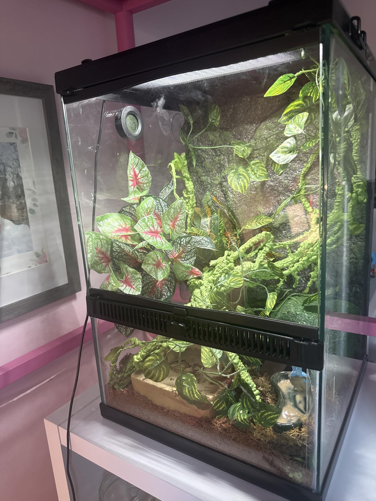 Zilla 11 Gallon Glass Tropical Vertical Habitat Starter Kit for Small Tree Dwelling Reptiles & Amphibians customer photo 1