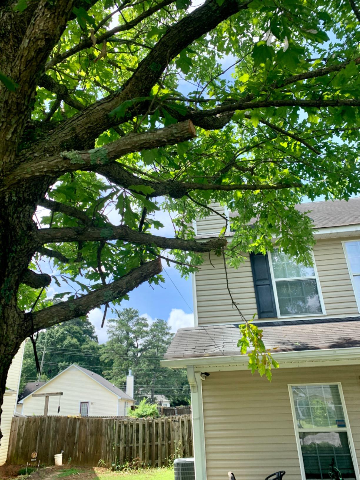 Earthwise CVPS43010 7-Amp 10-Inch Convertible 2-in-1 Corded Electric Pole Saw/Chainsaw customer photo 2