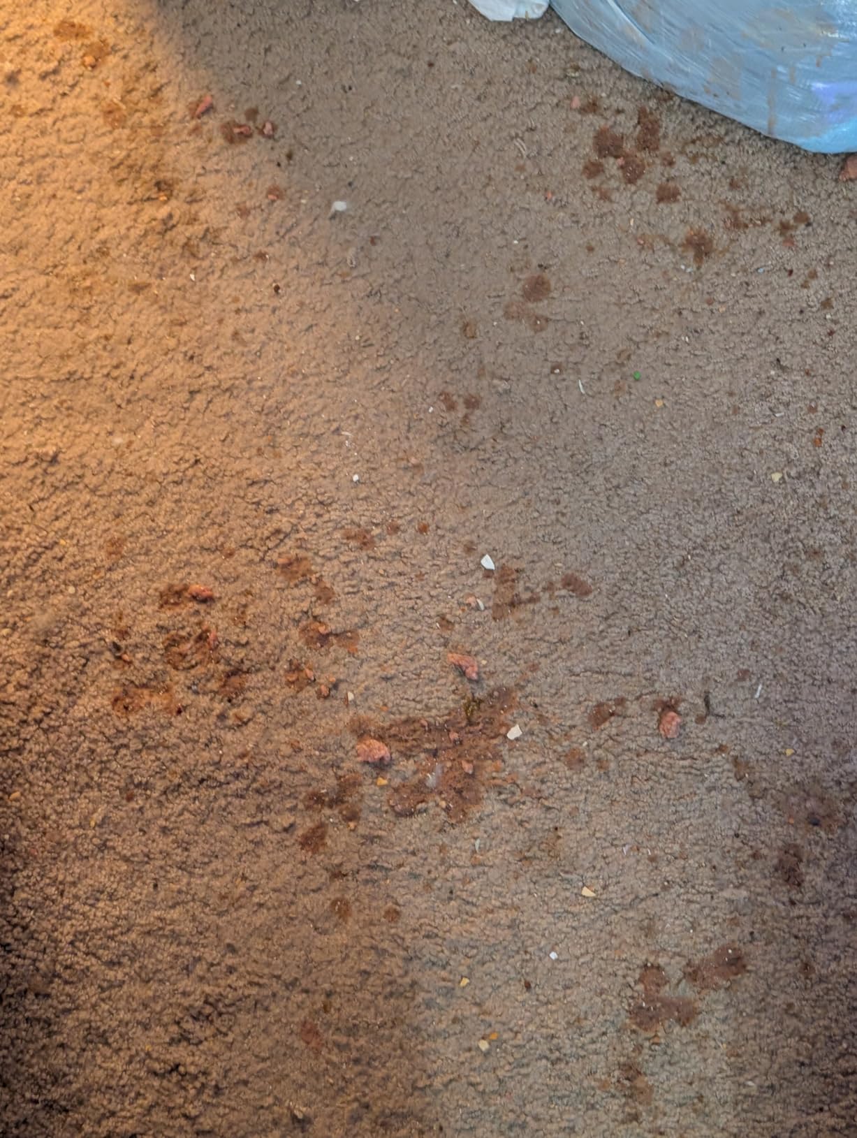 Bissell Little Green Pro Commercial Spot Cleaner BGSS1481 customer photo 1