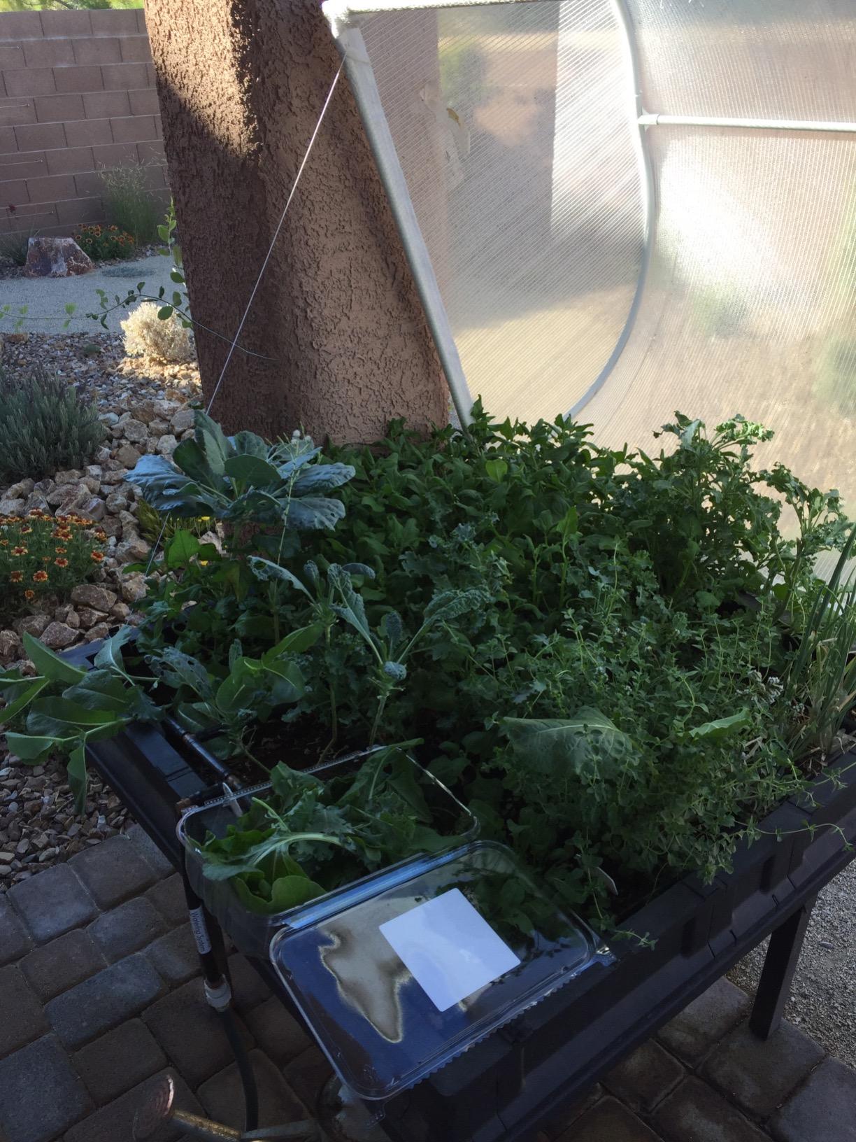 Vegepod - Raised Garden Bed - Self Watering Container Garden Kit with Protective Cover, Easily Elevated to Waist Height, 5 Years Warranty (Large) customer photo 2