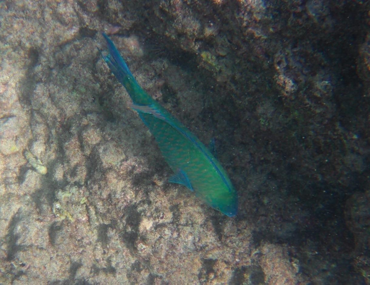 AKASO Brave 4 Action Camera 4K 30fps Ultra HD Video 20MP Photo customer photo 1