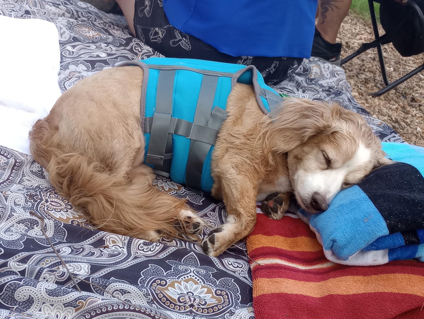 VIVAGLORY High Buoyancy Dog Life Vest, Swimming Vest with Handle, Dog Life Jacket for Swimming & Boating, Buoyancy for Puppy Doggy, XS, Pink customer photo 1