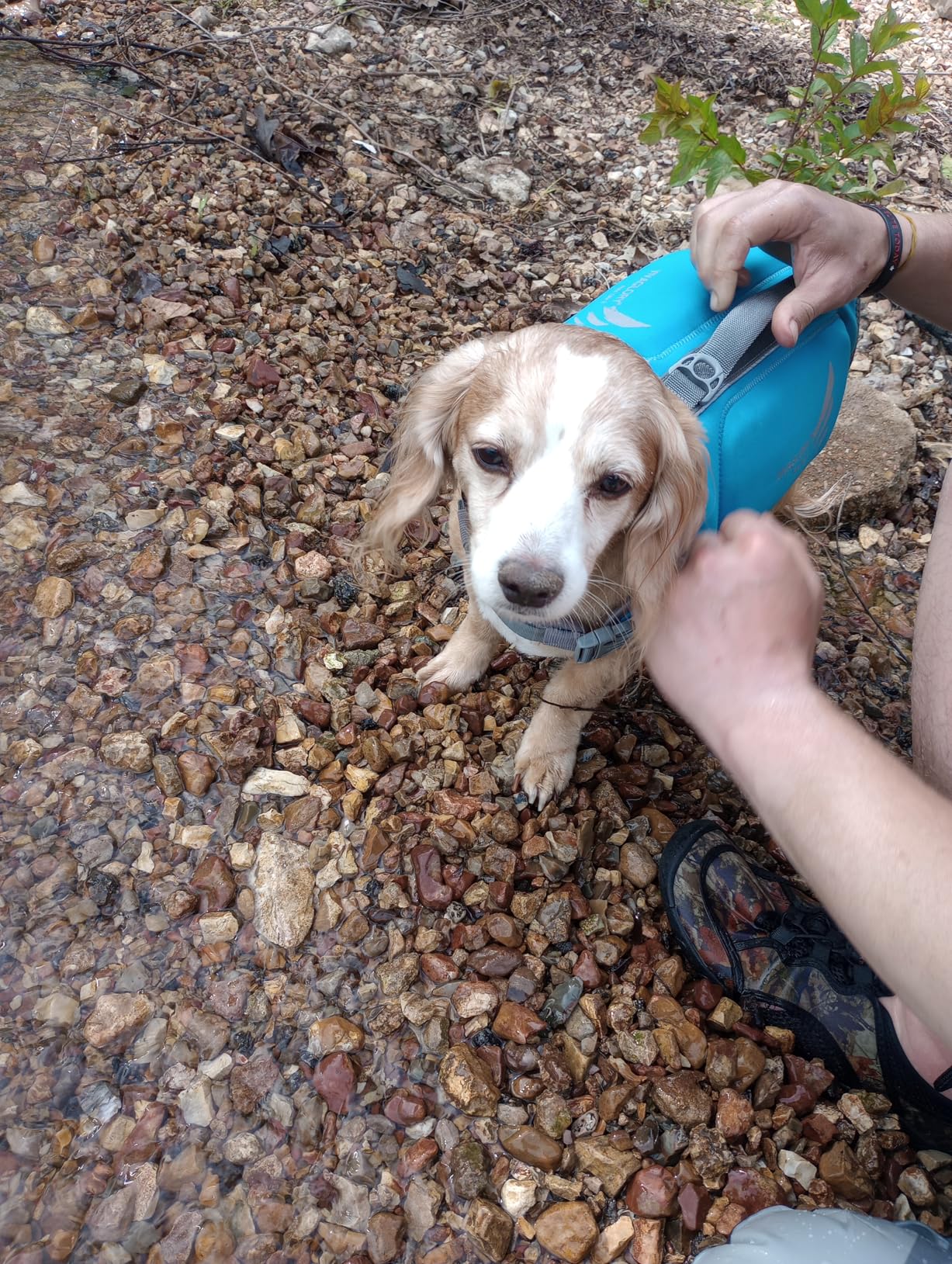 VIVAGLORY High Buoyancy Dog Life Vest, Swimming Vest with Handle, Dog Life Jacket for Swimming & Boating, Buoyancy for Puppy Doggy, XS, Pink customer photo 2