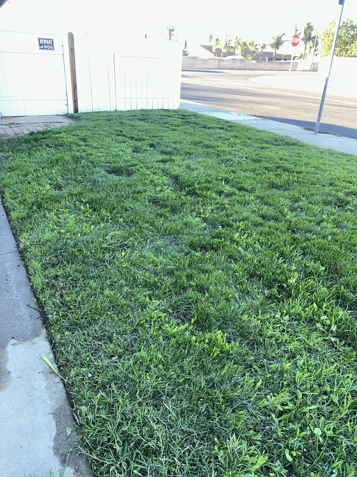 BLACK+DECKER Weed Wacker with Auto Feed, 14-Inch 2 in 1 String Trimmer Lawn Edger, Powerful 6.5-Amp Lightweight Electric Weed Eater (BESTA510) customer photo 2