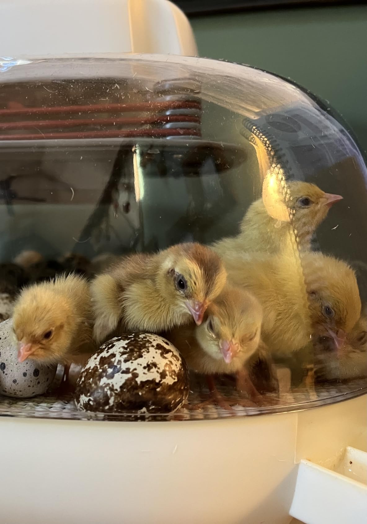 Harris Farms Nurture Right Egg Incubator for Hatching Chicks, Holds 12-22 Eggs, Automatic Turner with Temperature and Humidity Control, 360 Degree View with Clear Window, Incubator for Chickens customer photo 1
