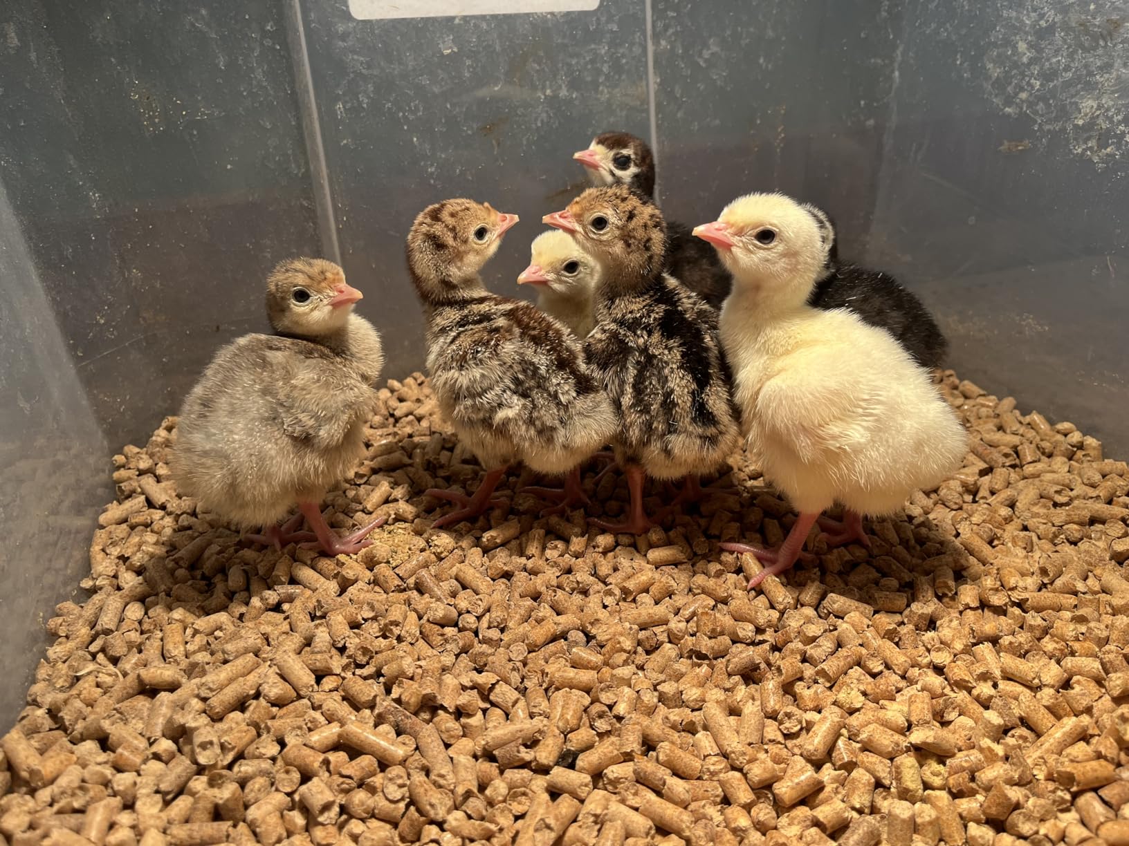 Harris Farms Nurture Right Egg Incubator for Hatching Chicks, Holds 12-22 Eggs, Automatic Turner with Temperature and Humidity Control, 360 Degree View with Clear Window, Incubator for Chickens customer photo 2