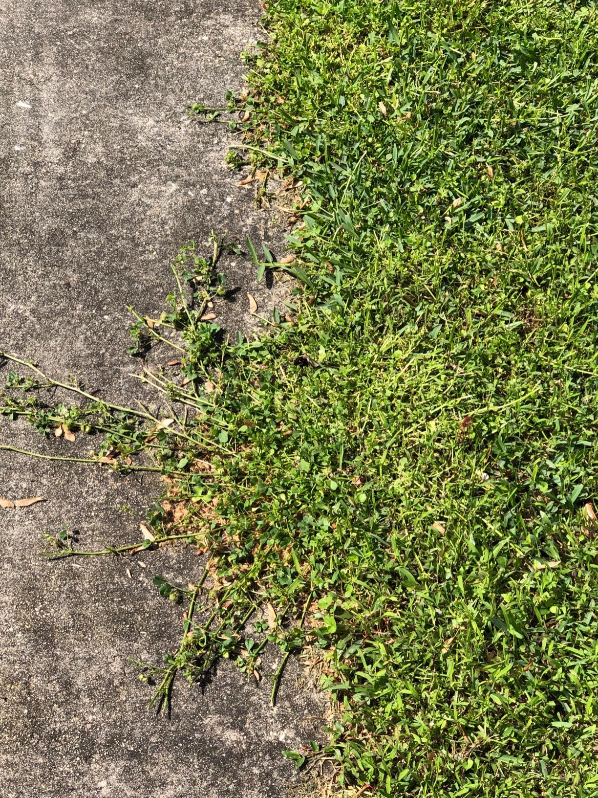 BLACK+DECKER Lawn Edger Trencher 2 in 1, 12 Amp 7.5 in. Electric Edger Lawn Tool for Landscaping and Trench Digger, 3 Height Settings, Corded (LE760FF) customer photo 1