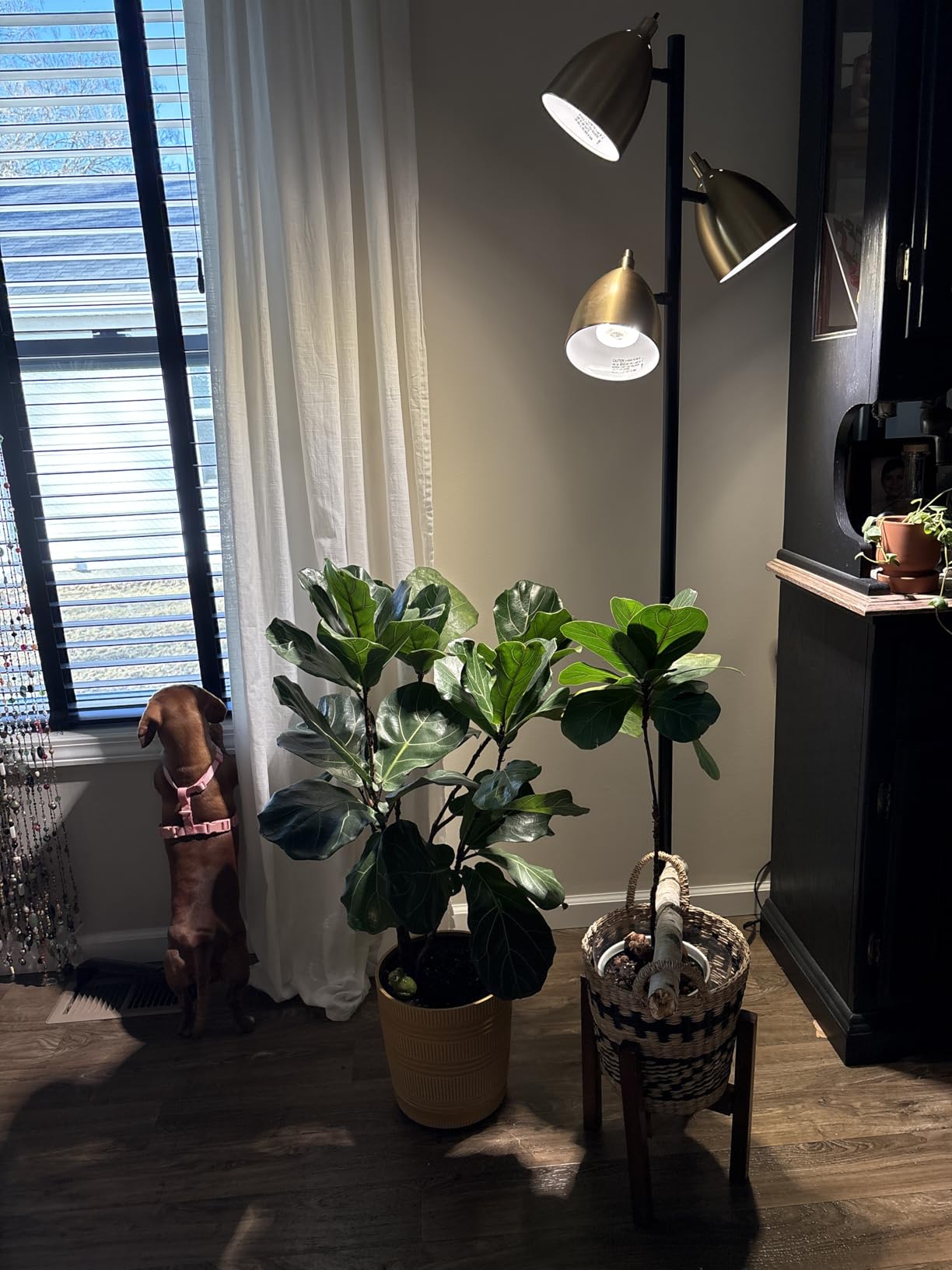 SANSI Grow Lights for Indoor Plants, Full Spectrum 36W Grow Light Bulbs (400 Watt Equiv) with Optical Lens for High PPFD, PPF 65.6 umol/s LED Energy Saving Plant Light for Indoor Growing Seed Starting customer photo 1