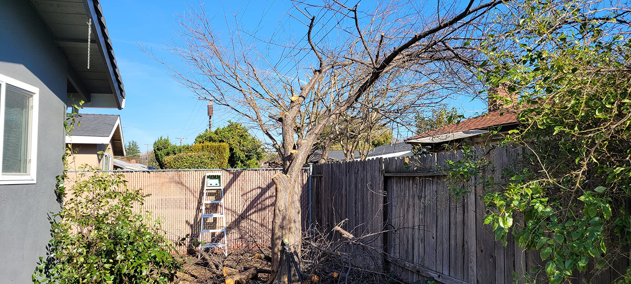 Scotts Outdoor Power Tools PS45010S 10-Inch 8-Amp Corded Electric Pole Saw, Adjustable Head & Oregon Bar and Chain customer photo 1