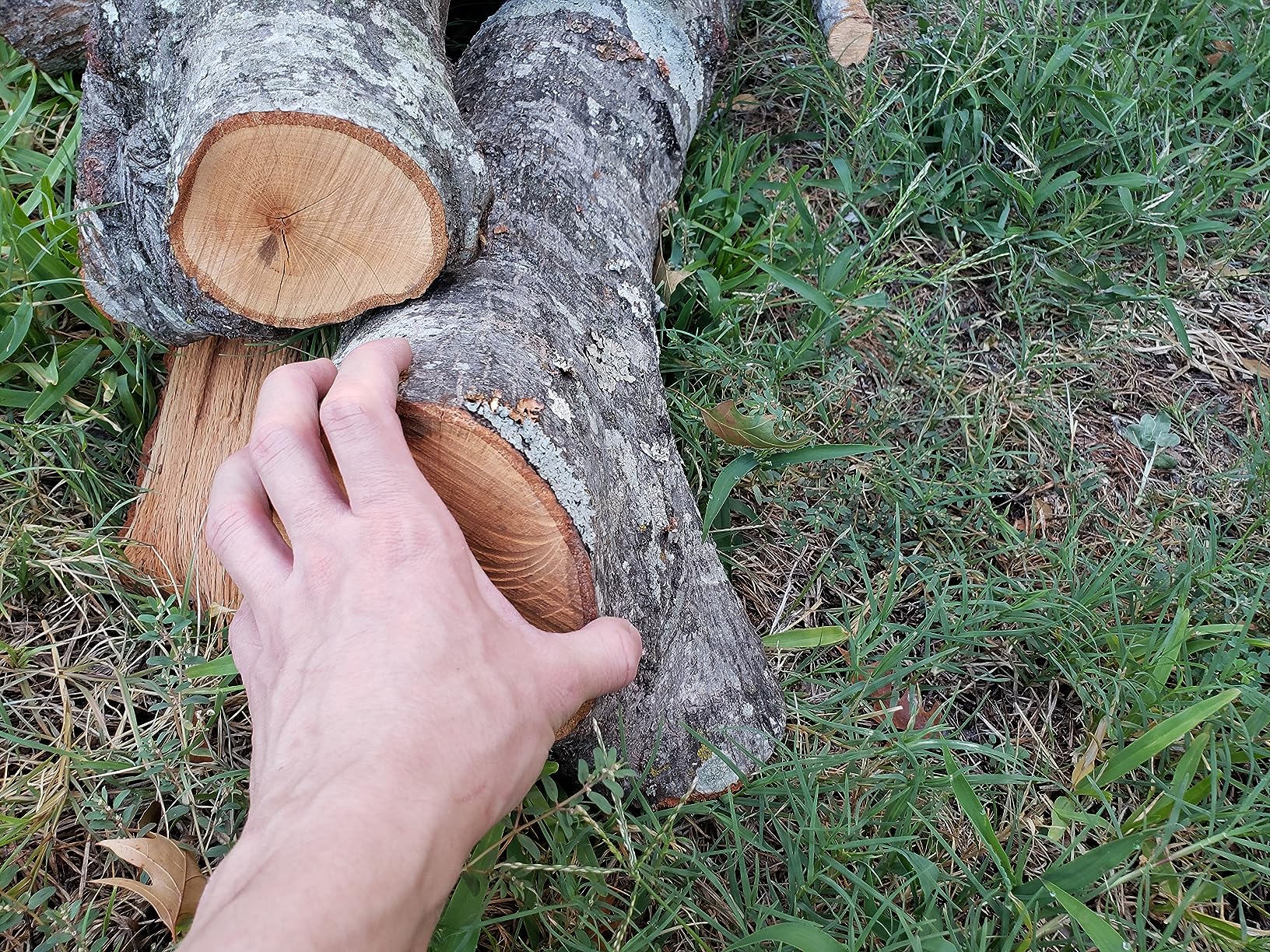 CRAFTSMAN Electric Chainsaw, 16 Inch, 12 Amp Corded Chain Saw Electric, Ergonomic, Powerful Motor (CMECS600) customer photo 2
