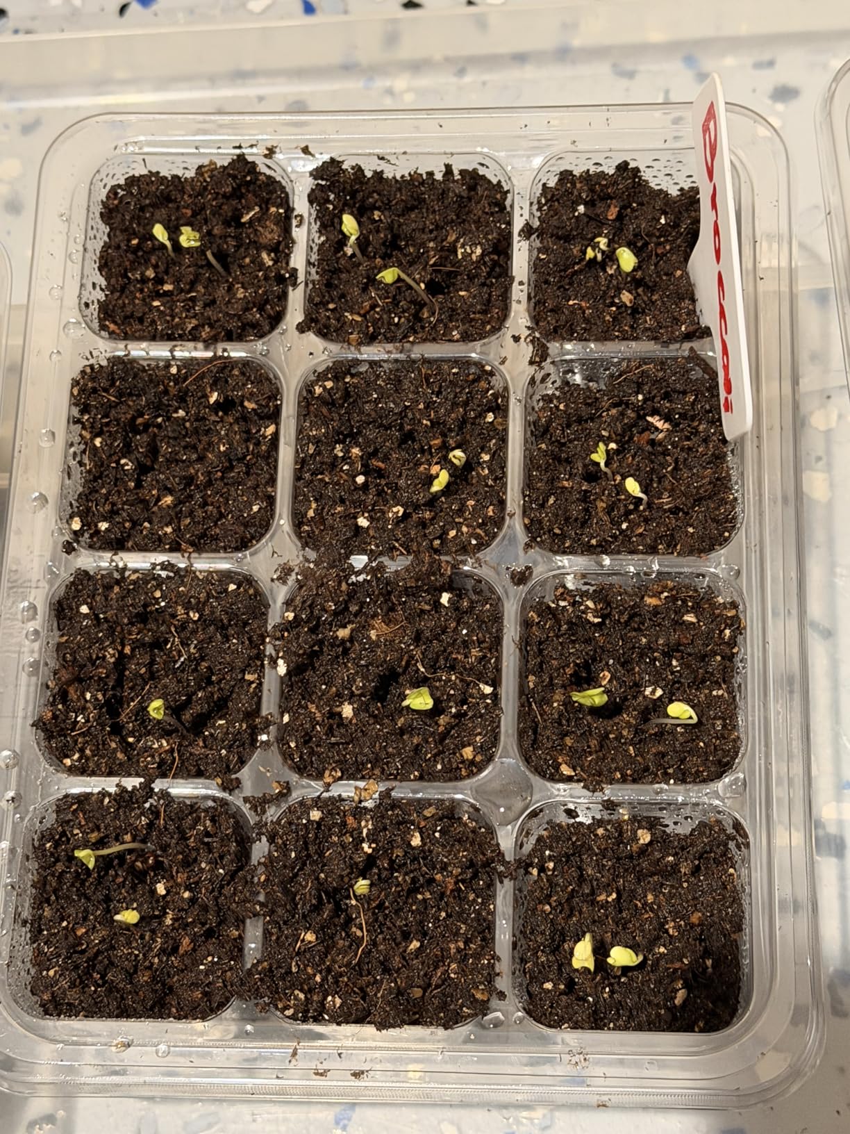 MIXC 10 Packs Seed Starter Tray Seed Starter Kit with Humidity Dome (120 Cells Total Tray) Seed Starting Trays Plant Starter Kit and Base Mini Greenhouse Germination Kit for Seeds Growing Starting customer photo 1