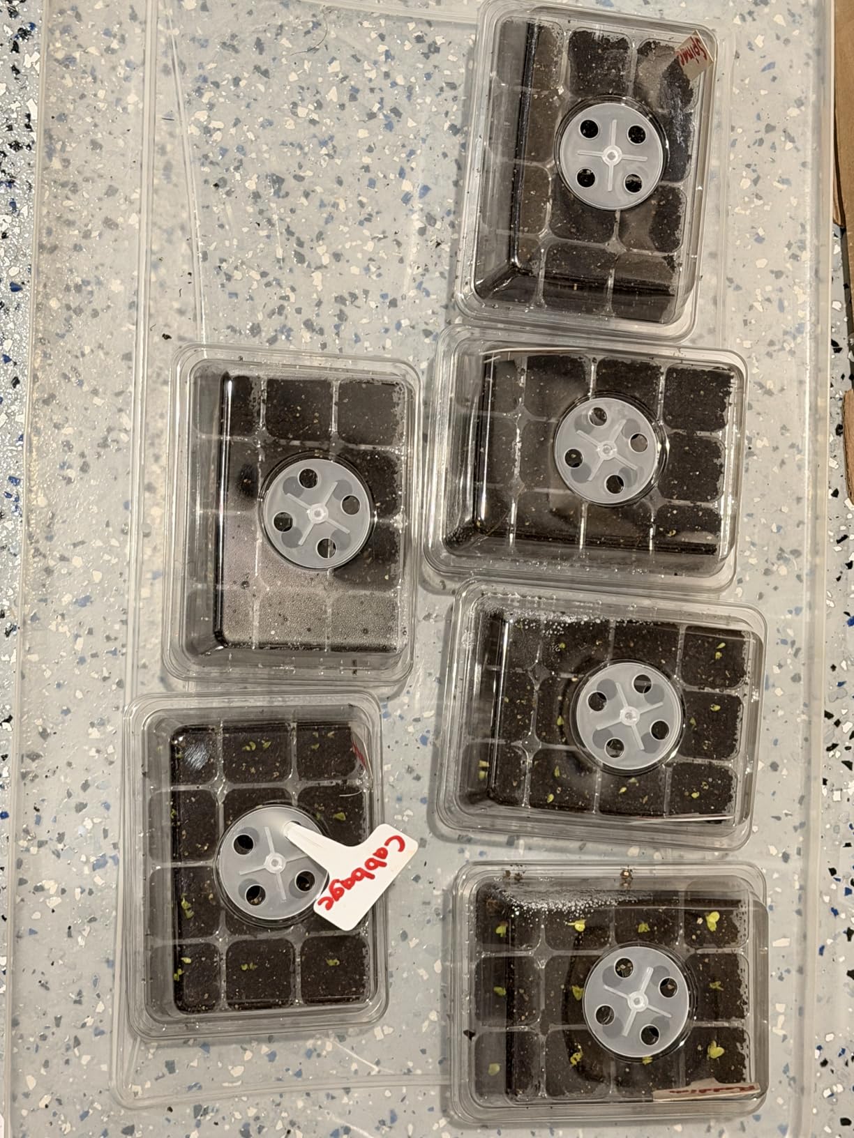 MIXC 10 Packs Seed Starter Tray Seed Starter Kit with Humidity Dome (120 Cells Total Tray) Seed Starting Trays Plant Starter Kit and Base Mini Greenhouse Germination Kit for Seeds Growing Starting customer photo 2