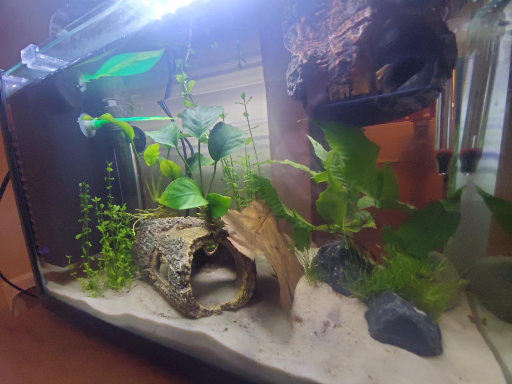 HITOP 25W 50W 100W 200W 300W Adjustable Aquarium Heater, Submersible Fish Tank Heater Thermostat with Suction Cup (50W) customer photo 2