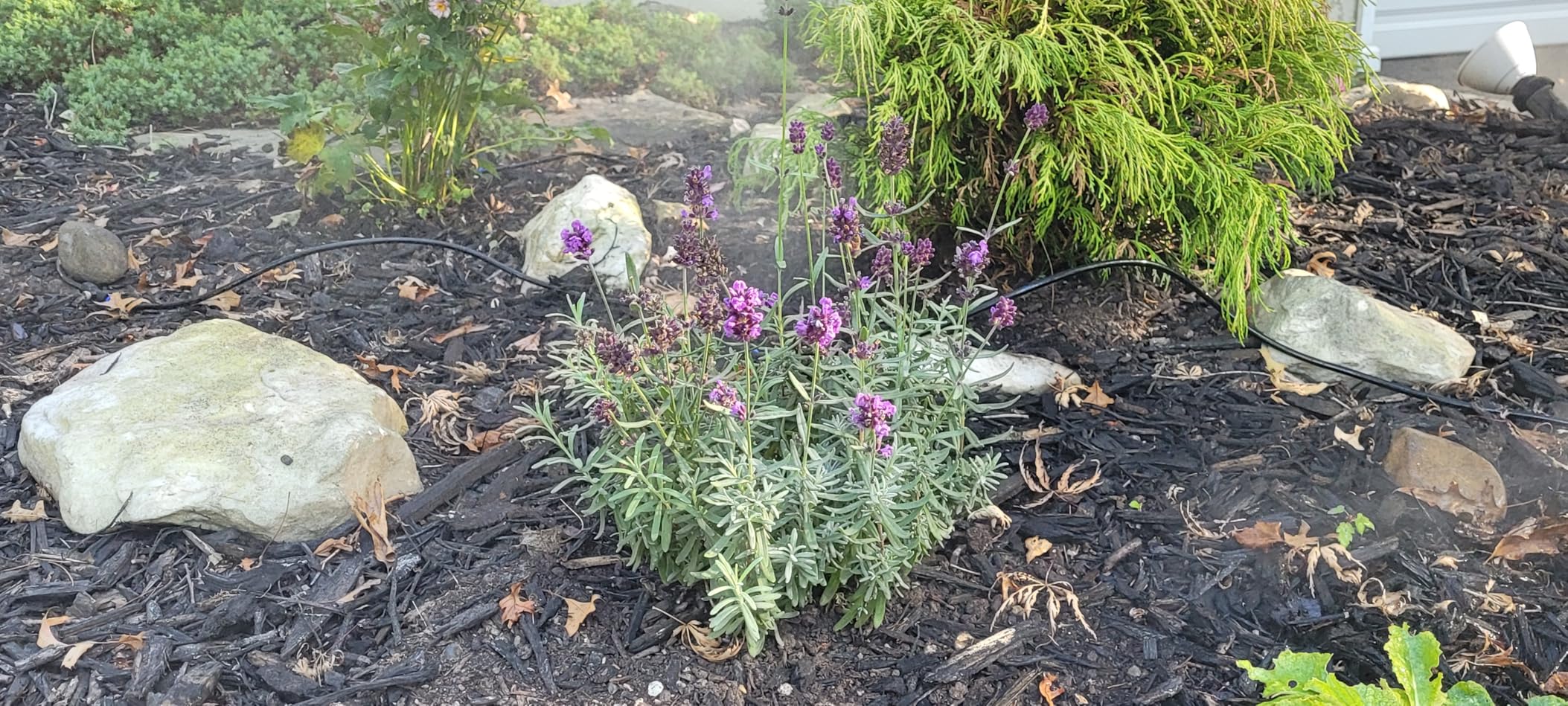 homenote Misting Cooling System 75FT (23M) Misting Line + 28 Brass Mist Nozzles + Brass Adapter(3/4