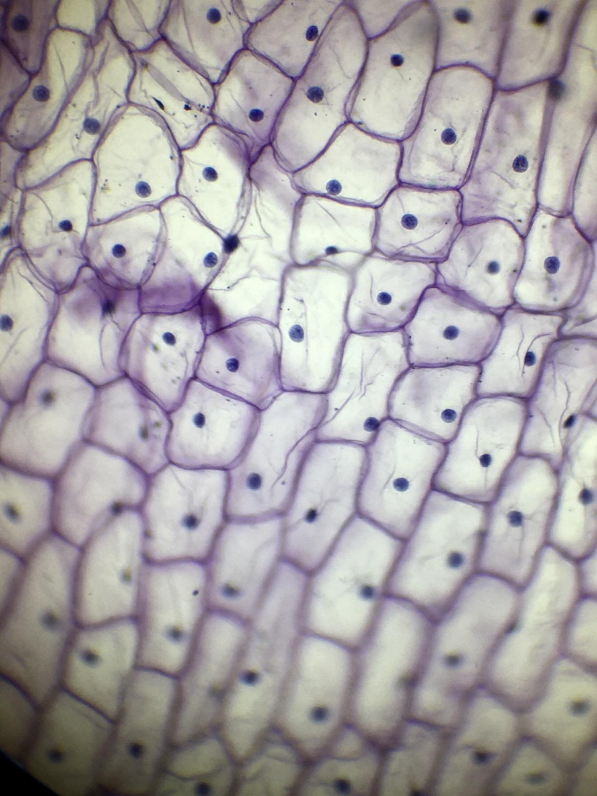 SWIFT SW350B 40X-2500X Magnification, Siedentopf Binocular Head, Research-Grade Compound Lab Microscope with Wide-Field 10X and 25X Eyepieces, Mechanical Stage, Abbe Condenser customer photo 2