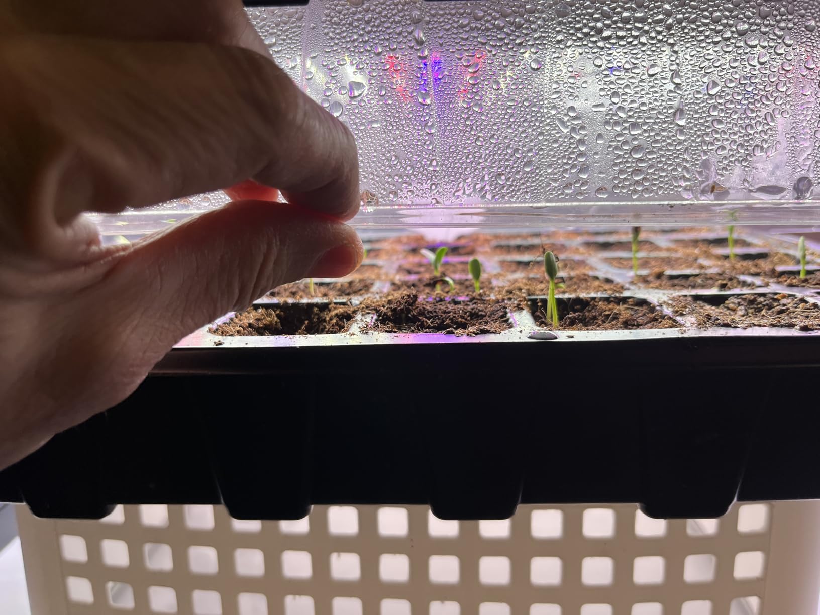 Gardzen 5-Set Seed Starter Tray Kits, Durable Plant Germination Trays with Humidity Vented Domes and Bases, Ideal for Seed Starting, Indoor Gardening, and Greenhouse (Total 200 Cells) customer photo 2