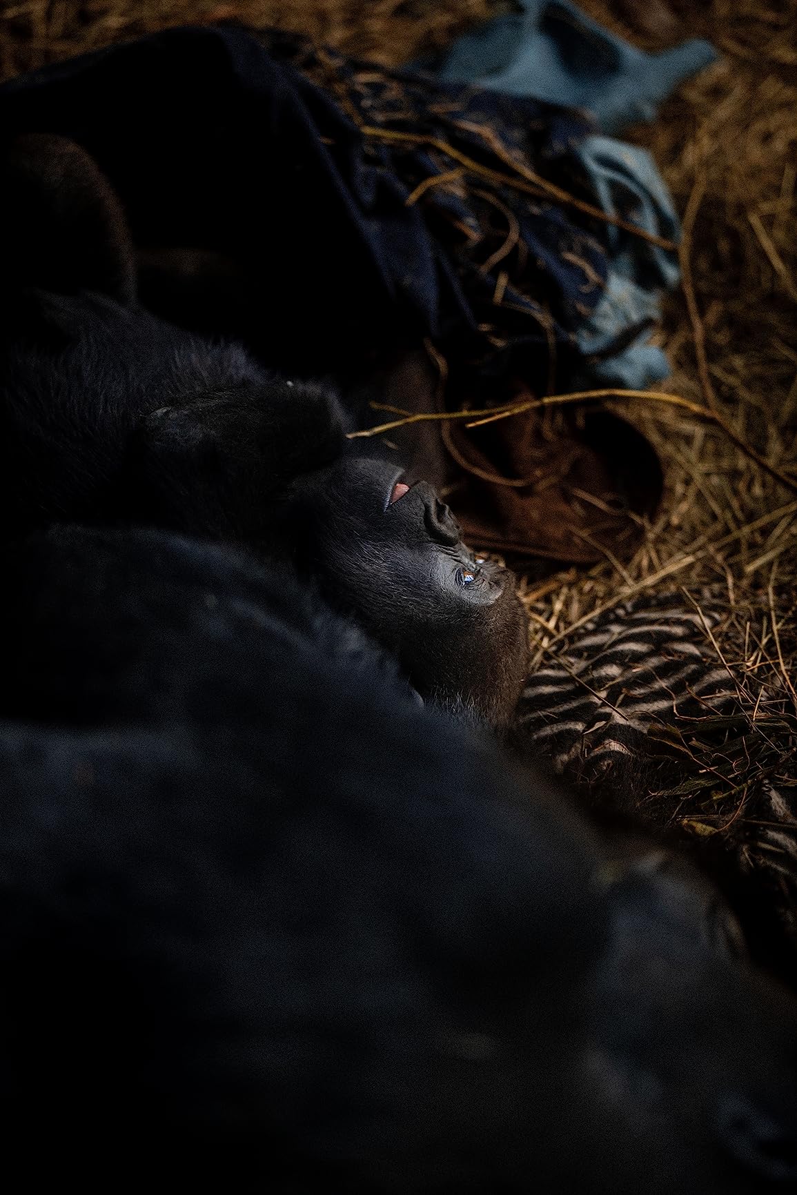 Canon RF 85mm F1.2 L USM Lens, Black customer photo 2