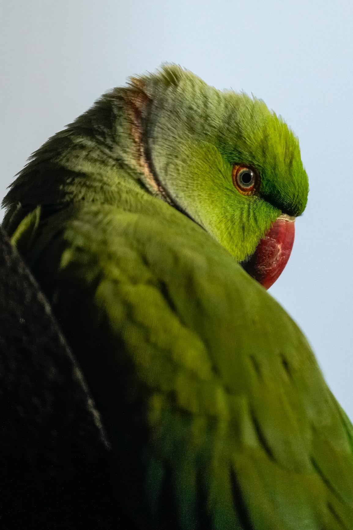 Sony FE 200-600mm f/5.6-6.3 G OSS Super Telephoto Zoom Lens customer photo 1