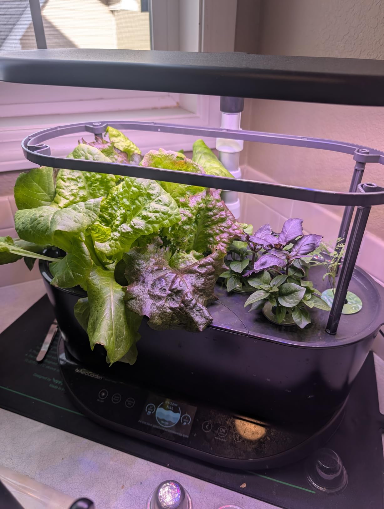 AeroGarden Bounty Basic Indoor Hydroponic Herb Garden with LED Grow Light customer photo 1