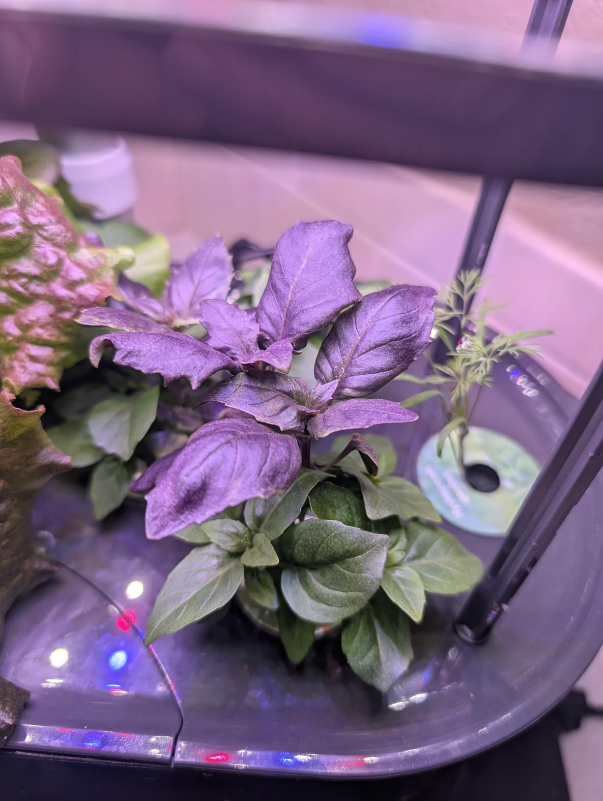 AeroGarden Bounty Basic Indoor Hydroponic Herb Garden with LED Grow Light customer photo 2
