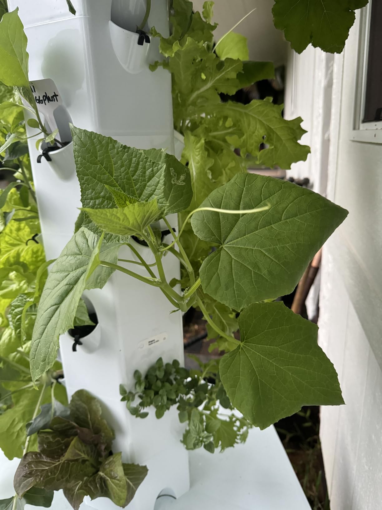 Standard Outdoor Vertical Hydroponic Growing System Kit, Grow 27 Large Lettuce, Vegetables, Herbs, Fruit | 20 Gallon Water Tank, 20' Pump Cable, Smart WiFi Timer | Easy Assembly & Use customer photo 2