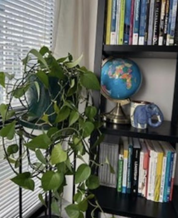 Amazon Basics Two-Tier Indoor Outdoor Metal Round Plant Stand for Multiple Plants, Rustproof Flower Holder with Plant Shelf, Black customer photo 2
