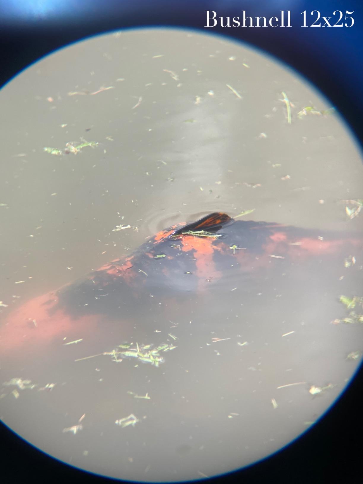 12x42 HD Binoculars for Adults High Powered with Phone Adapter and Tripod, Super Bright BAK4 Prism Waterproof Binoculars for Bird Watching Hunting Hiking Safari Travel Sports customer photo 1