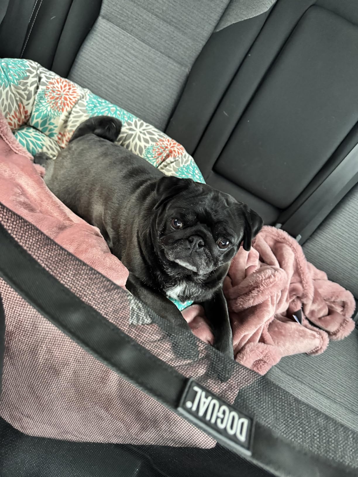 Dog Car Net Barrier - Universal Fit Sturdy Mesh, Easy to Install, Convenient for Air Conditioning, Easy to Clean & with Flexible Bungee Cords for Seat Movement customer photo 2