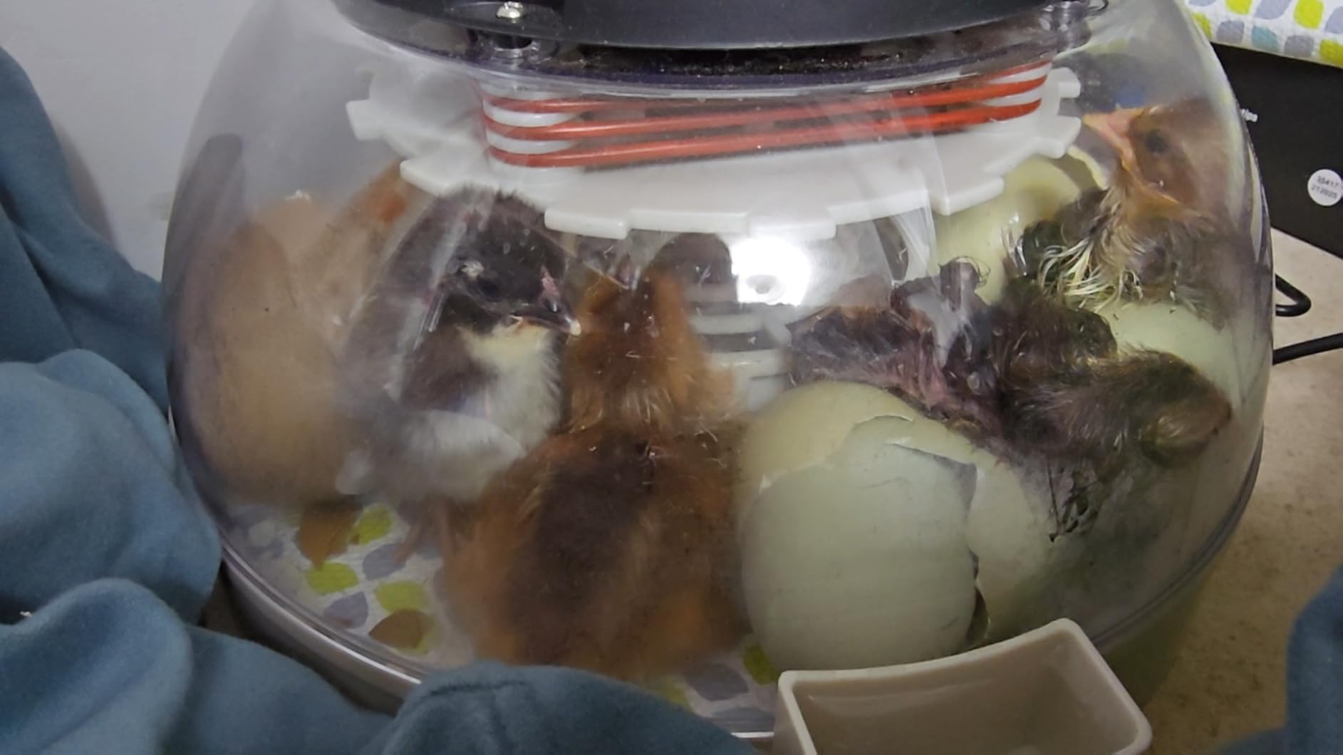 12 Egg Incubator with Humidity Display, Egg Candler, Automatic Egg Turner, for Hatching Chickens customer photo 1
