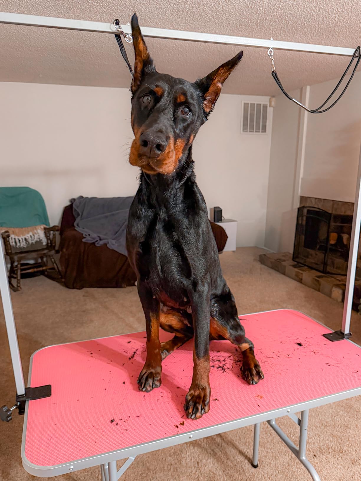 Yaheetech 46'' Pet Grooming Table for Large Dogs Adjustable Height Portable Trimming Table Drying Table w/Arm/Noose/Mesh Tray Maximum Capacity Up to 265Lb, Black customer photo 2
