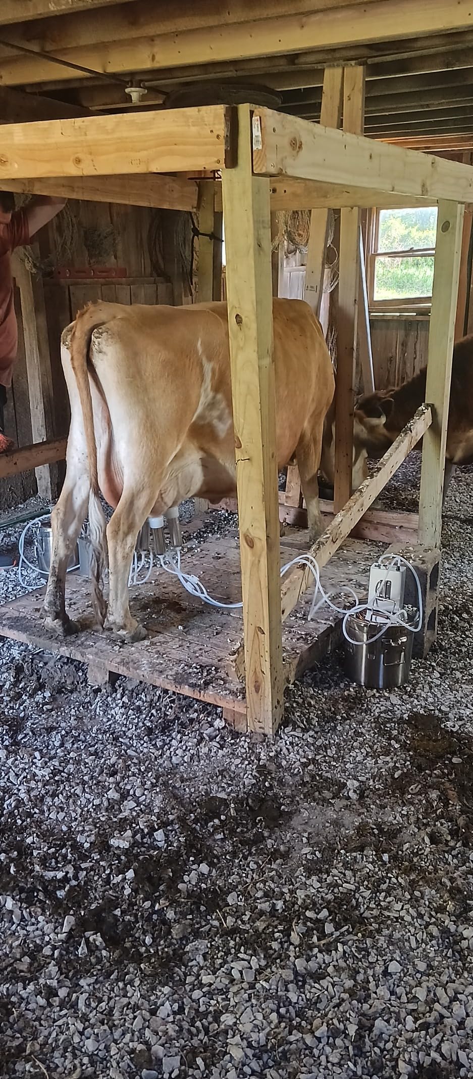 Hantop 6L Goat Milking Machine, Rechargeable Battery Powered Speed Adjustable Pulsating Vacuum Pump customer photo 1