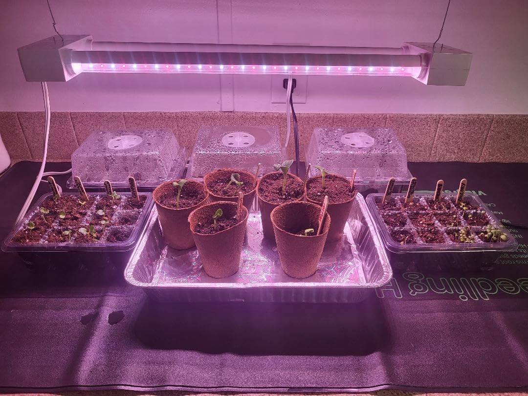 Bonviee 5-Pack Seed Starter Tray Seedling Kits,Plant Starter Kit with Adjustable Humidity Dome and Base Indoor Greenhouse Mini Propagator for Seeds Growing Starting (12 Cells per Tray,Black) customer photo 1