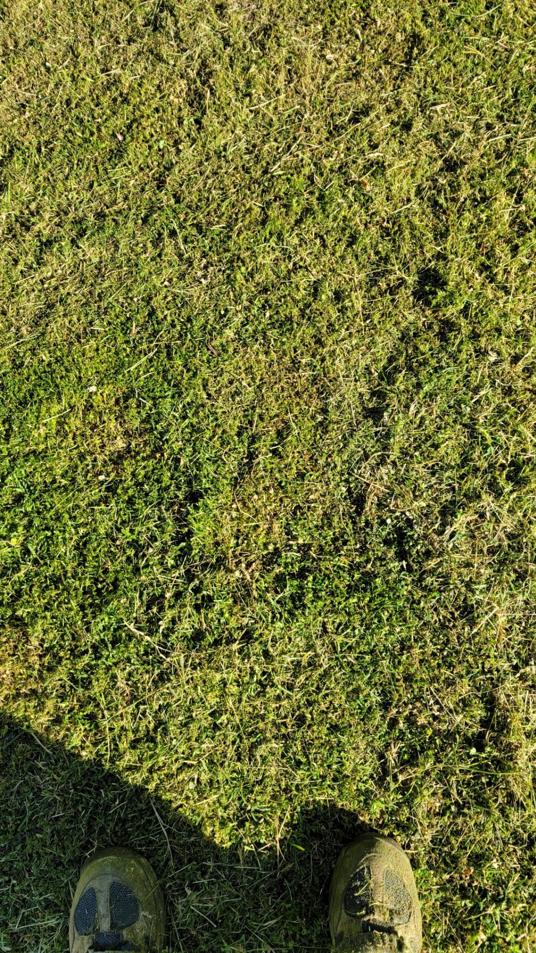 BLACK+DECKER String Trimmer, Electric, 14-inch (BESTE620) customer photo 1