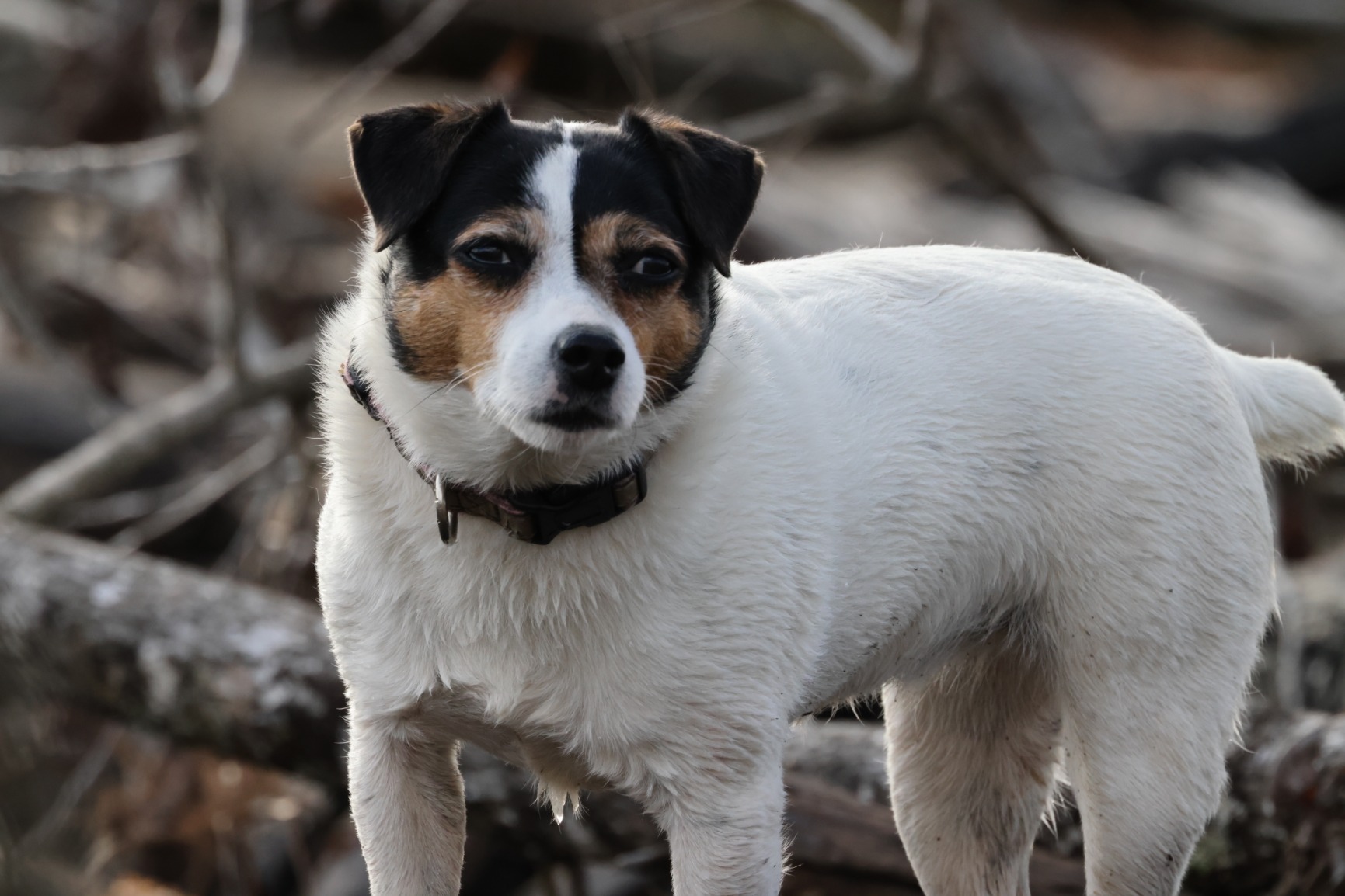 Canon EOS R5 Mirrorless Camera RF24-105mm F4 L is USM Lens Kit, Full-Frame Hybrid Camera, 8K Video, 45 Megapixel CMOS Sensor, DIGIC X Image Processor, Up to 12 FPS, RF Mount, Black customer photo 1