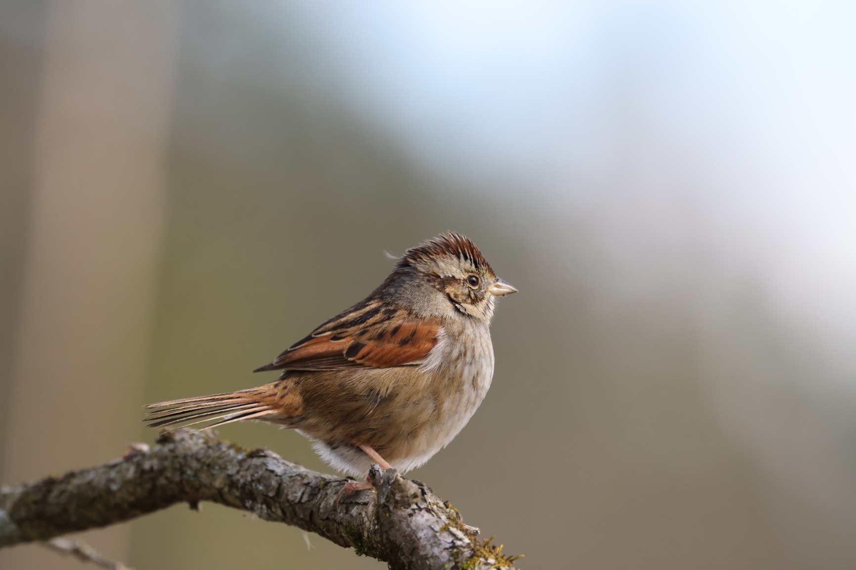 Canon EOS R5 Mirrorless Camera RF24-105mm F4 L is USM Lens Kit, Full-Frame Hybrid Camera, 8K Video, 45 Megapixel CMOS Sensor, DIGIC X Image Processor, Up to 12 FPS, RF Mount, Black customer photo 2