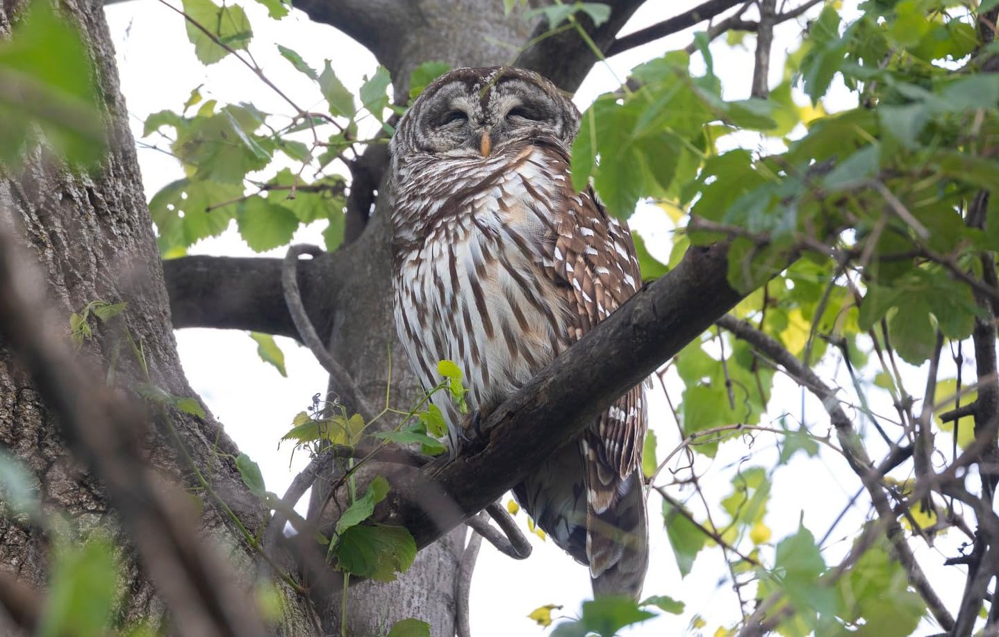 Canon RF100-500mm F4.5-7.1 L is USM Lens, Super-Telephoto Zoom Lens, Compatible with EOS R Series Mirrorless Cameras, White customer photo 1