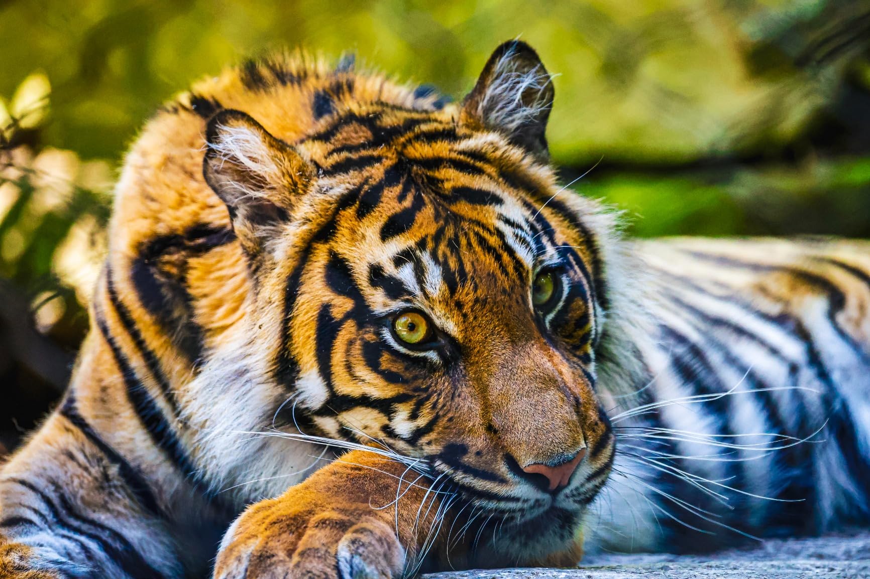 Canon RF100-500mm F4.5-7.1 L is USM Lens, Super-Telephoto Zoom Lens, Compatible with EOS R Series Mirrorless Cameras, White customer photo 2